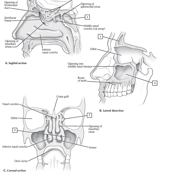 Anatomy Coloring book Netter's New - Picture 5 of 7
